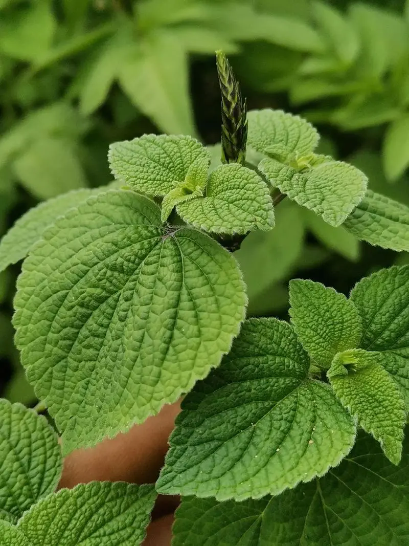 藿香綠植:種植環境,養護技巧,享受綠色生活