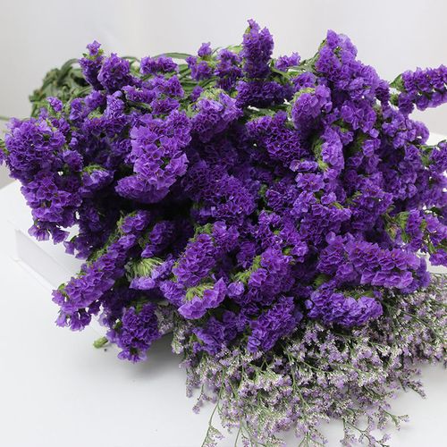 勿忘我鮮花養護-水潤心田,記憶永恒,揭秘鮮花保鮮的水養秘籍與文化寓意!