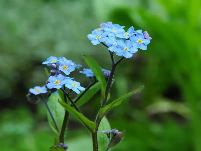 勿忘我鮮花養護-水潤心田,記憶永恒,揭秘鮮花保鮮的水養秘籍與文化寓意!