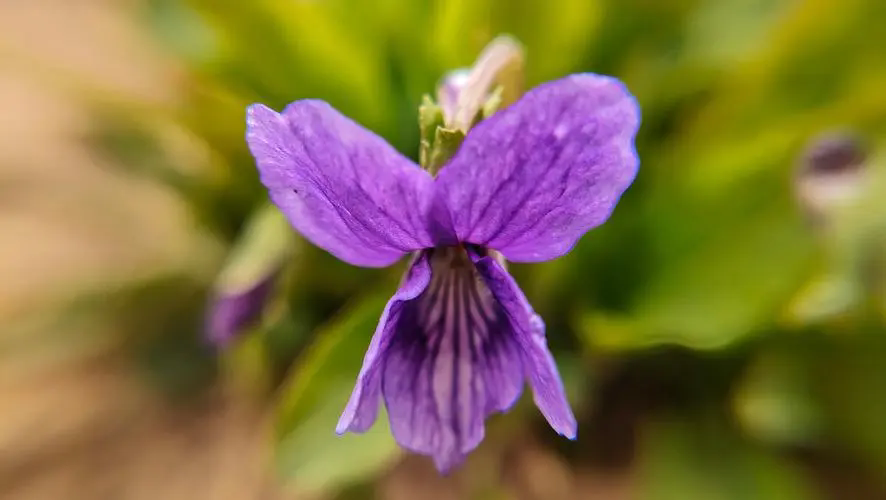 紫花地丁花期揭秘：花開時節春意盎然，探尋早春野花的秘密魅力！