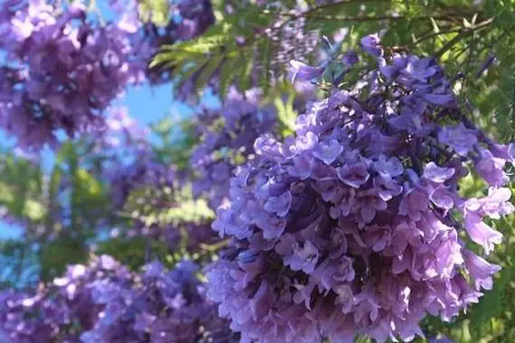 <b>藍花楹花期揭秘；絢爛花期，紫色浪漫，揭秘城市綠化中的紫色浪漫與生態價值</b>