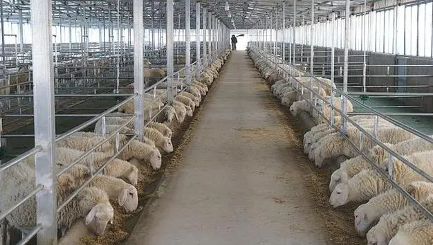 畜牧養殖必備:全麵盤點接種防疫獸藥種類與應用