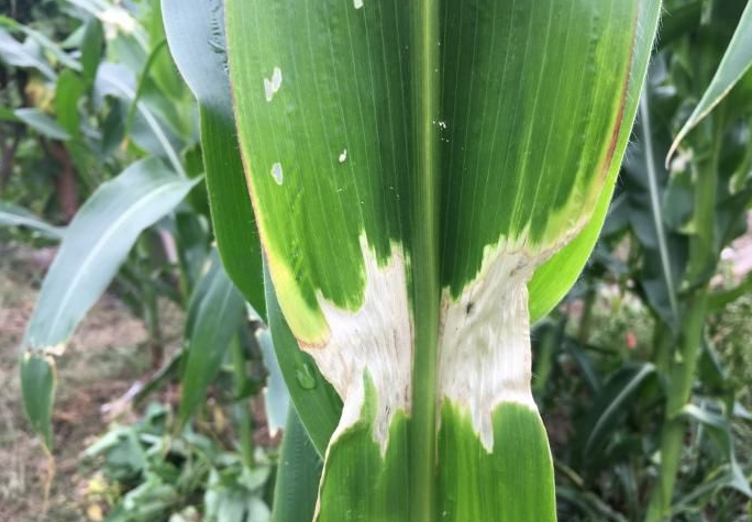 <b>深入探究玉米葉發白幹枯的原因與解決方案</b>