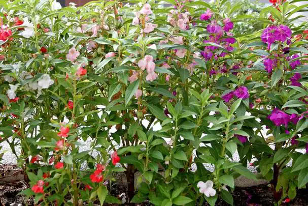 <strong>鳳仙花盆栽秘籍：輕鬆打造繁花似錦的陽台小花園！</strong>