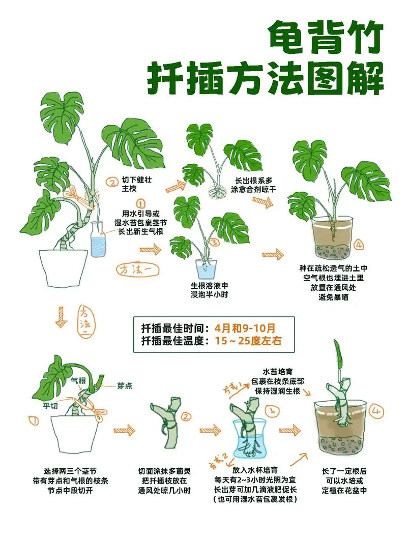 從零到繁盛，龜背竹扡插秘籍，輕鬆打造綠意小森林。
