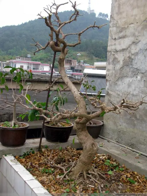 三角梅修剪大法：掌握技巧，花開滿枝不是夢！