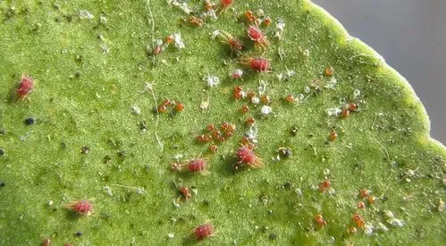 紅蜘蛛入侵警報:高效防治策略,保護植物免受侵害!