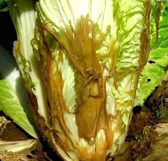 農作物軟腐病元凶揭秘，守護農作物的健康防線！
