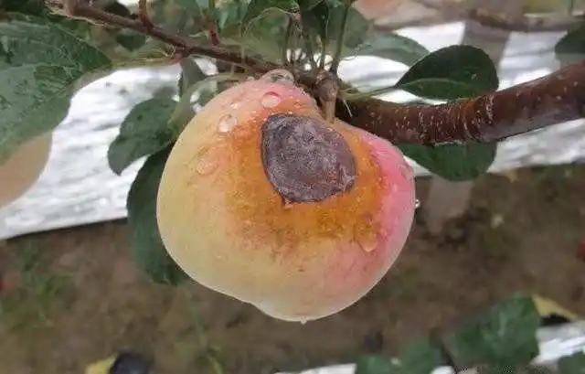 蘋果腐爛病症狀識別與高效防治策略,守護蘋果園健康。