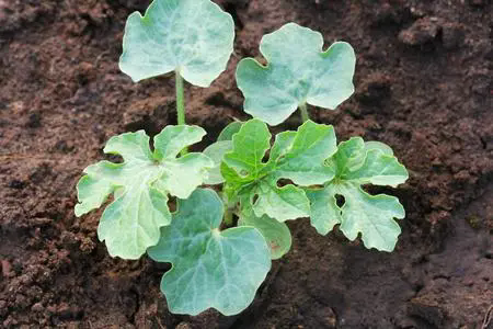 <b>揭秘植物生長調節劑：五大門類，解鎖作物潛能的神奇鑰匙！</b>