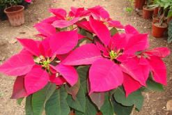 <b>一品紅花心掉落怎麼辦？專家支招教你幾招輕鬆應對</b>