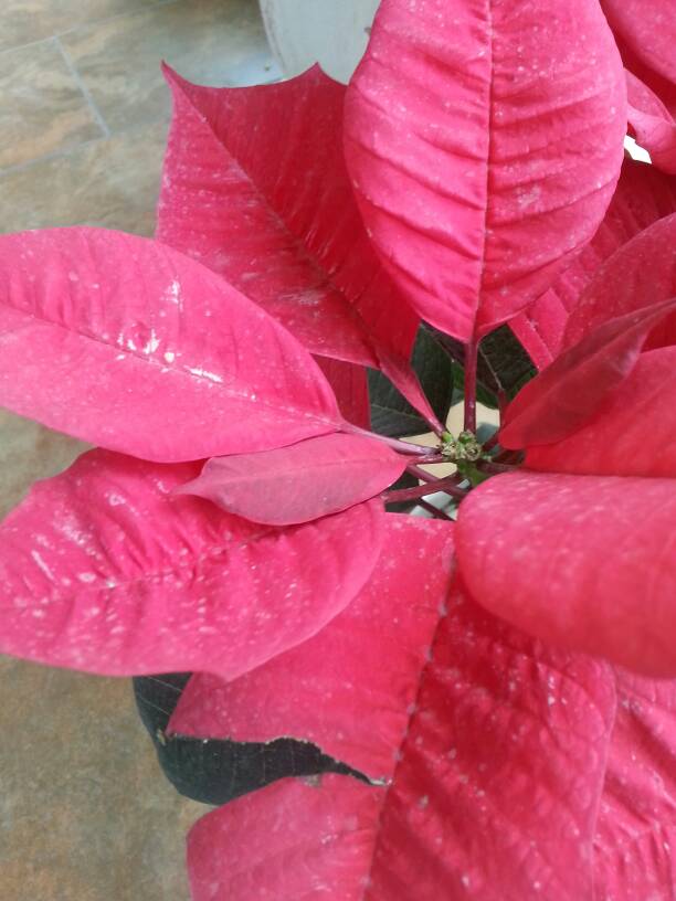 一品紅花心掉落怎麼辦?專家支招教你幾招輕鬆應對