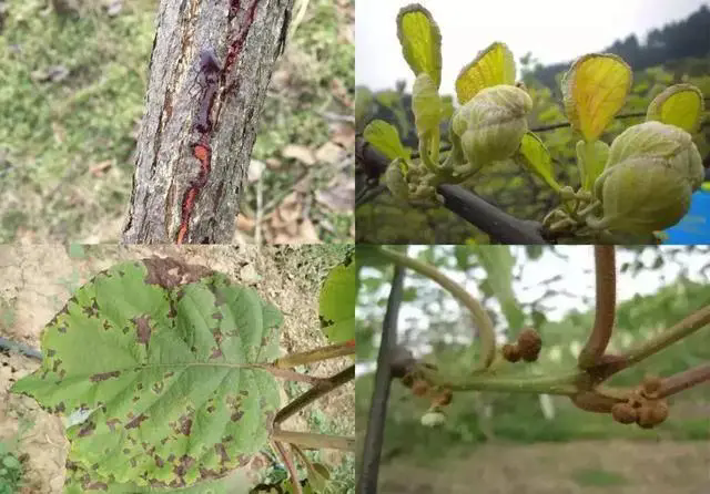 果樹潰瘍病症狀識別,專家指導預防措施,重建果園健康!
