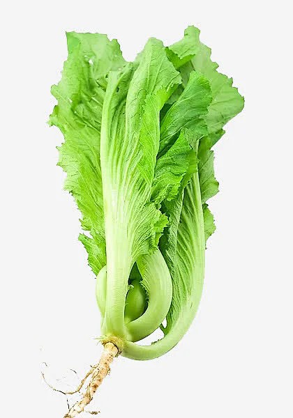 芥菜外觀樣子詳解:鋸齒邊緣的葉片,緊湊的生長結構!
