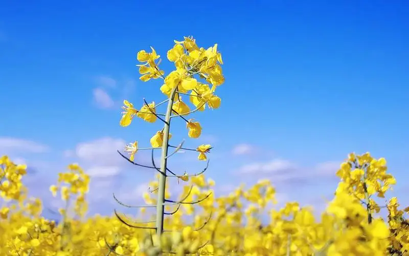 <b>探尋油菜花盛開的時間秘密，帶你捕捉每一朵綻放的瞬間！</b>