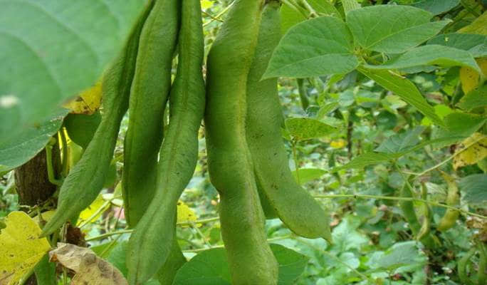 <b>芸豆夏日餐桌上的綠色奇跡，最佳生長季揭秘！</b>