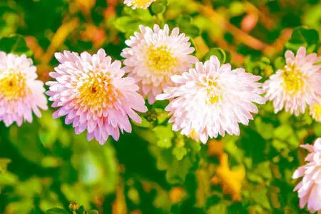 <b>菊花色彩多樣性的生物學解讀，光線與色素的奇妙遊戲！</b>