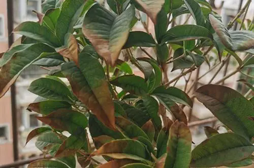 <b>桂花樹：當葉子開始幹枯掉落，緊急救援行動全紀錄！</b>