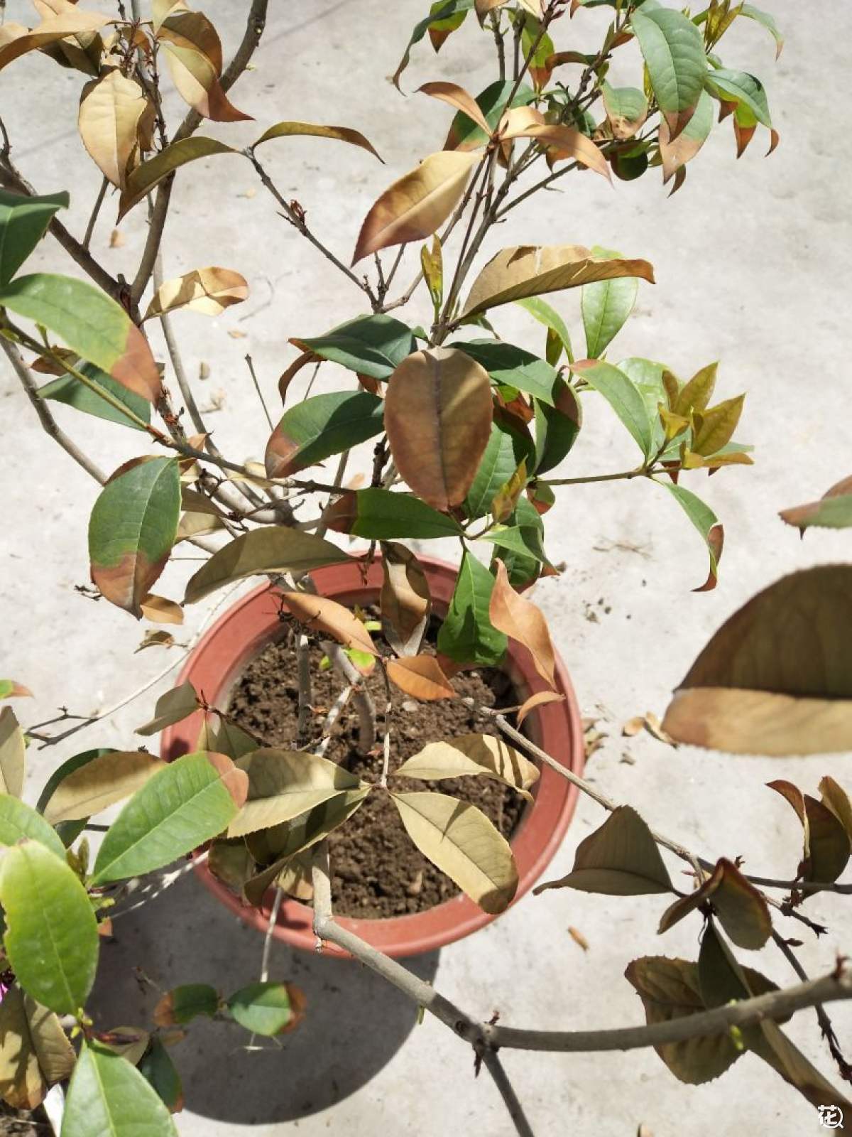 桂花樹:當葉子開始幹枯掉落,緊急救援行動全紀錄!