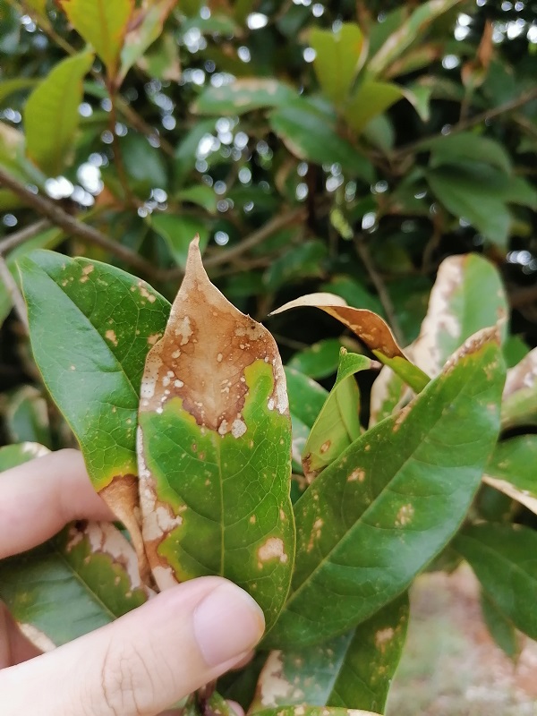 桂花樹:當葉子開始幹枯掉落,緊急救援行動全紀錄!