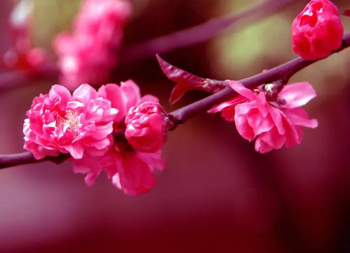<b>櫻花紅色之謎，解碼自然界的色素魔法！</b>
