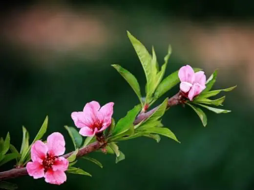 <b>桃花先開花後長葉，時間萬物順序背後的生態策略</b>