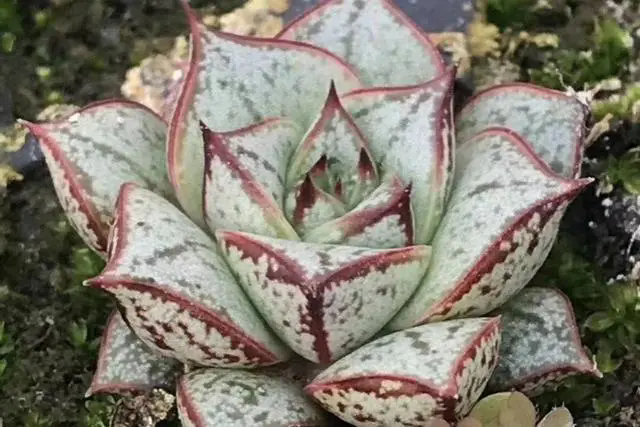 白和錦從指尖大小到桌麵明星，探索其生長潛能與最大尺寸的真相