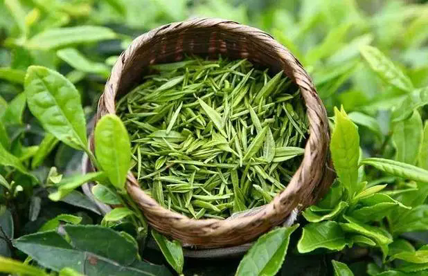 <b>茶色生香-茶葉種植種類大盤點，圖片大全展現茶的色彩斑斕！</b>