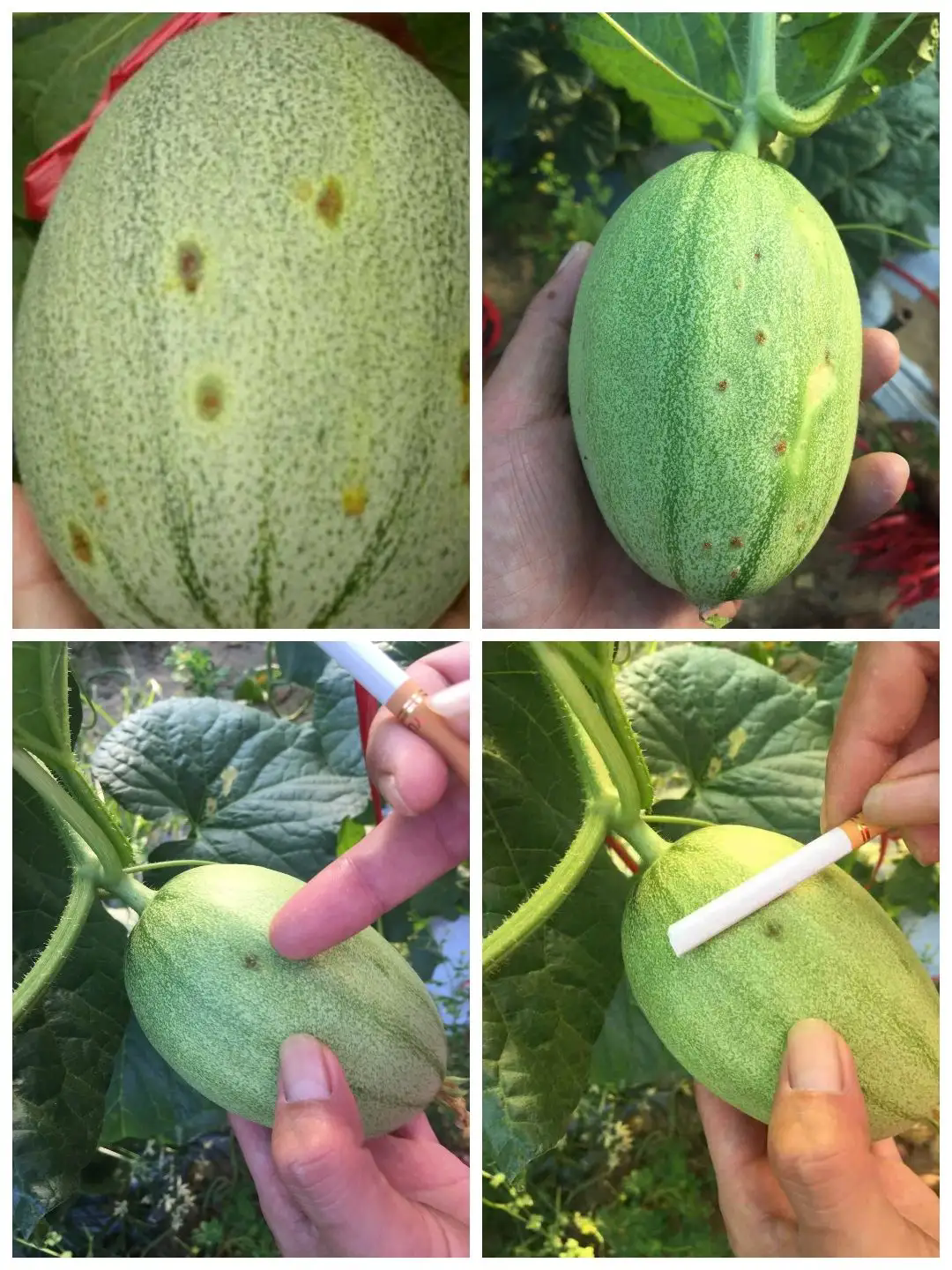 守護甜蜜日記-哈密瓜角斑病症狀圖片特效藥治療方案推薦!