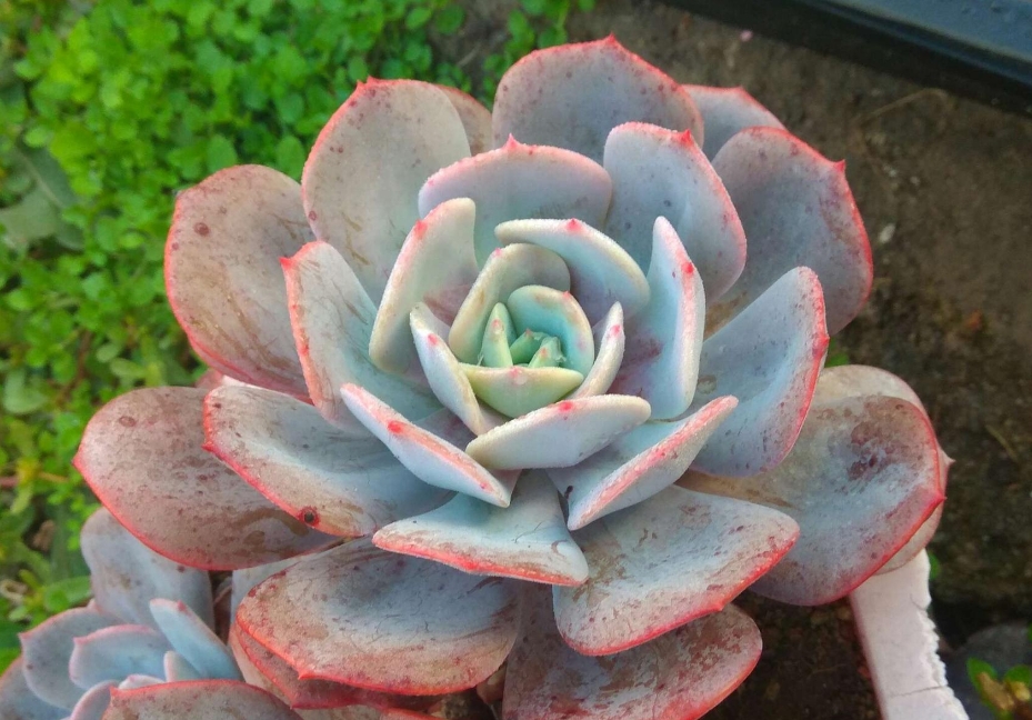 夢幻對決:紅粉台閣VS藍粉台閣,誰是多肉界的顏值擔當更撩人心弦?