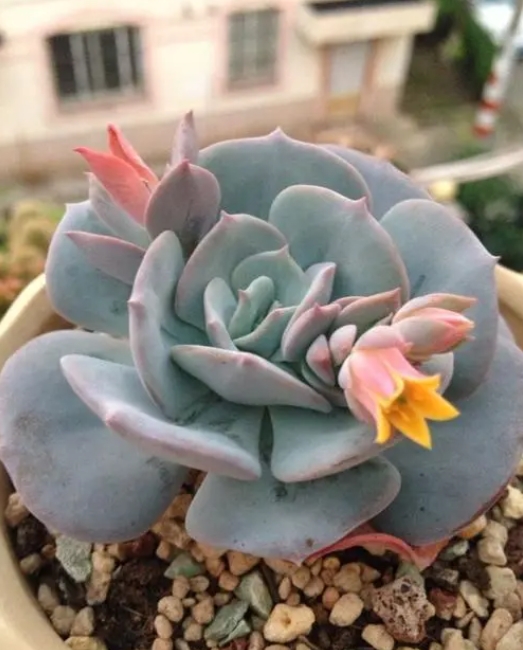 夢幻對決:紅粉台閣VS藍粉台閣,誰是多肉界的顏值擔當更撩人心弦?