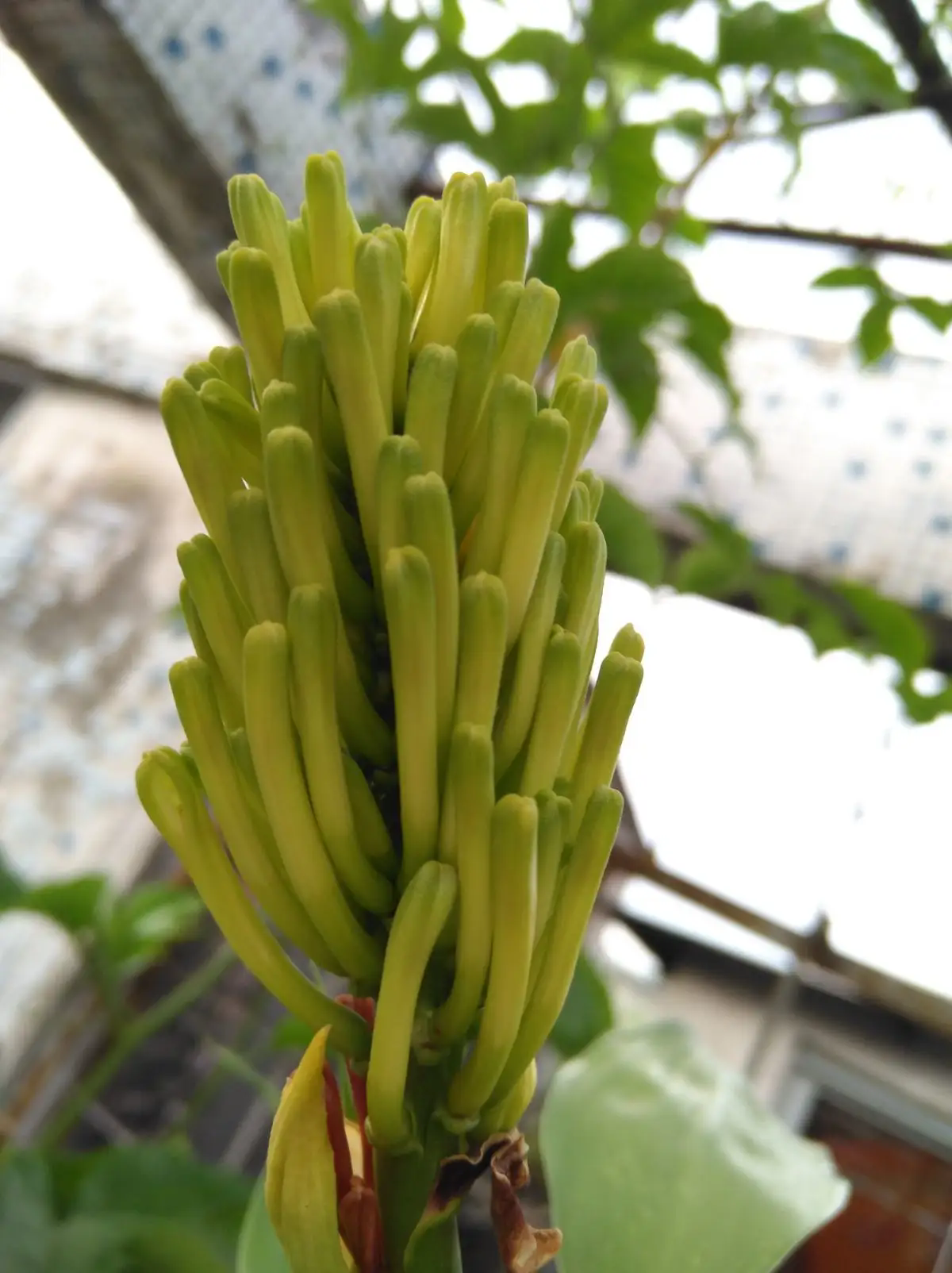 富貴竹開花的珍貴瞬間,了解開花條件與花型特征,感受富貴竹另一麵美麗!