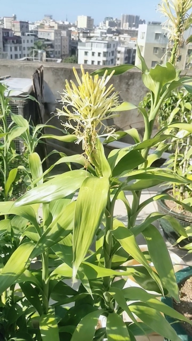 富貴竹開花的珍貴瞬間,了解開花條件與花型特征,感受富貴竹另一麵美麗!