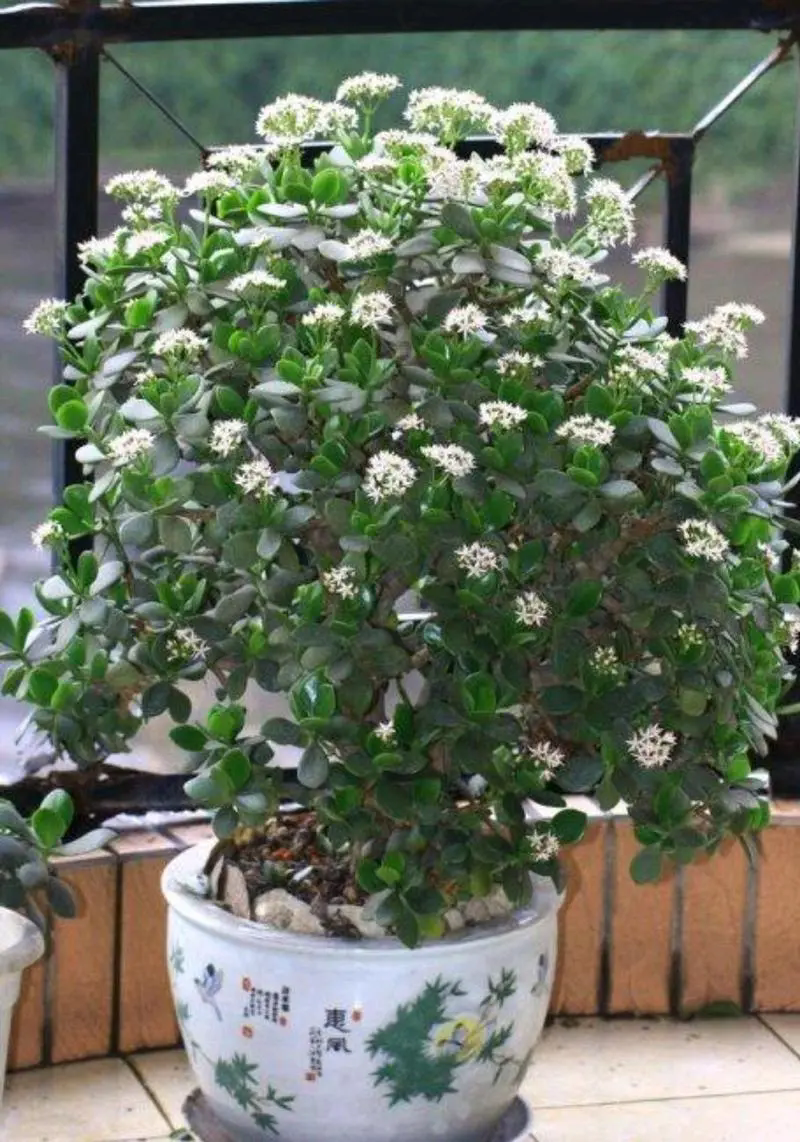 玉樹開花的金色驚喜，綻放於不經意間的美麗