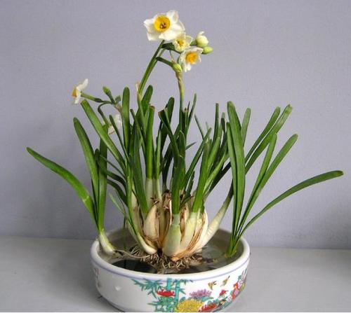 春之使者：水仙花的最佳種植時間，十一月的土壤最溫柔