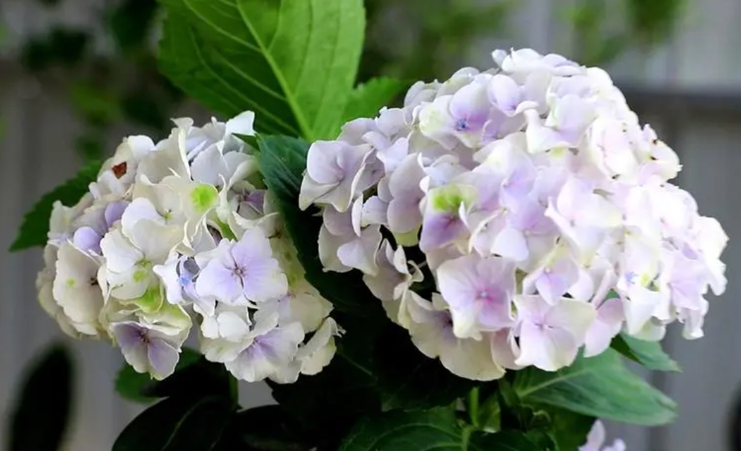 <b>綠意複蘇繡球花的醒花儀式，每一步都細膩嗬護</b>