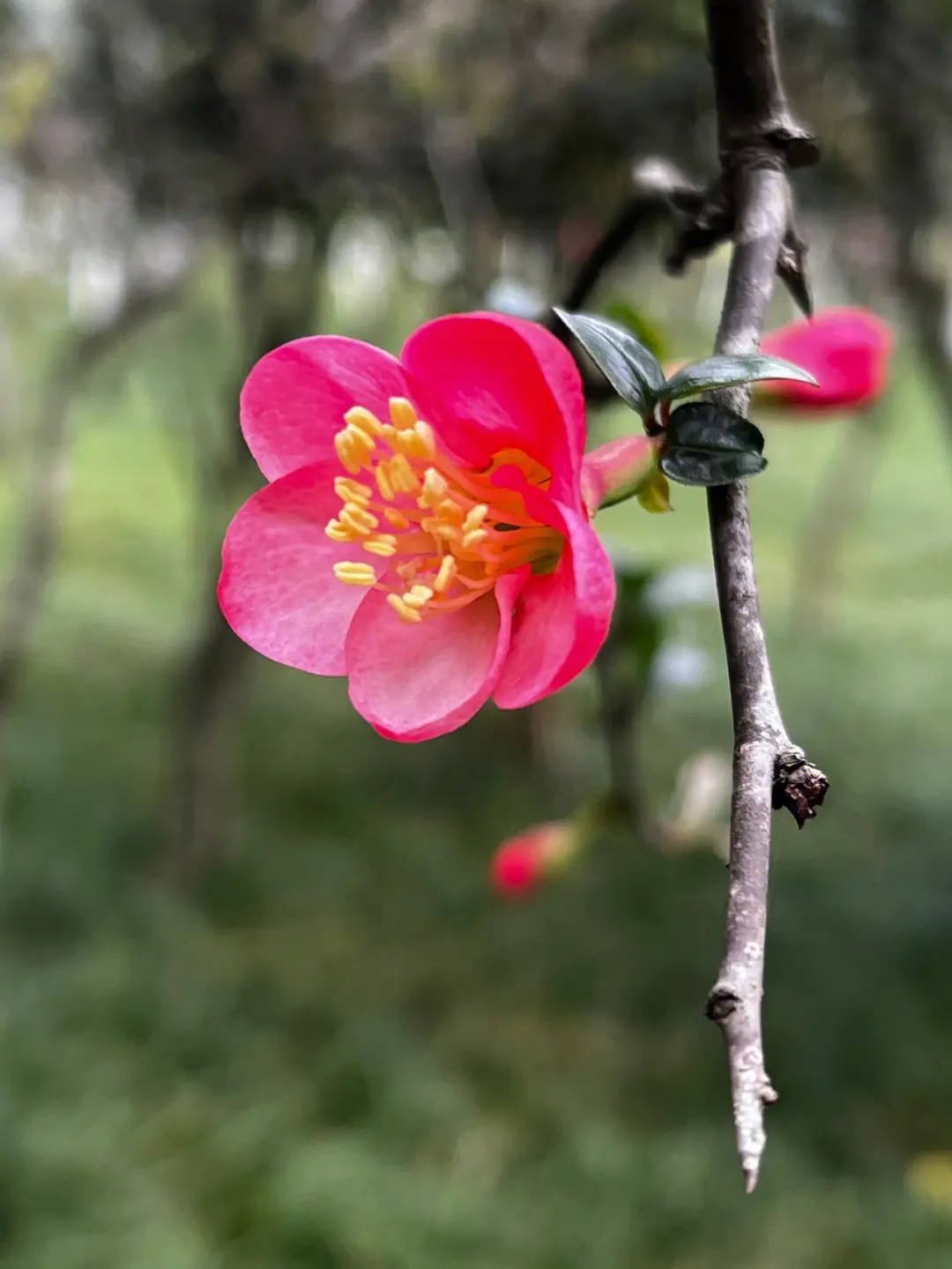 春色滿園海棠花開花綻放日期預告,三月春風裏的第一抹嫣紅