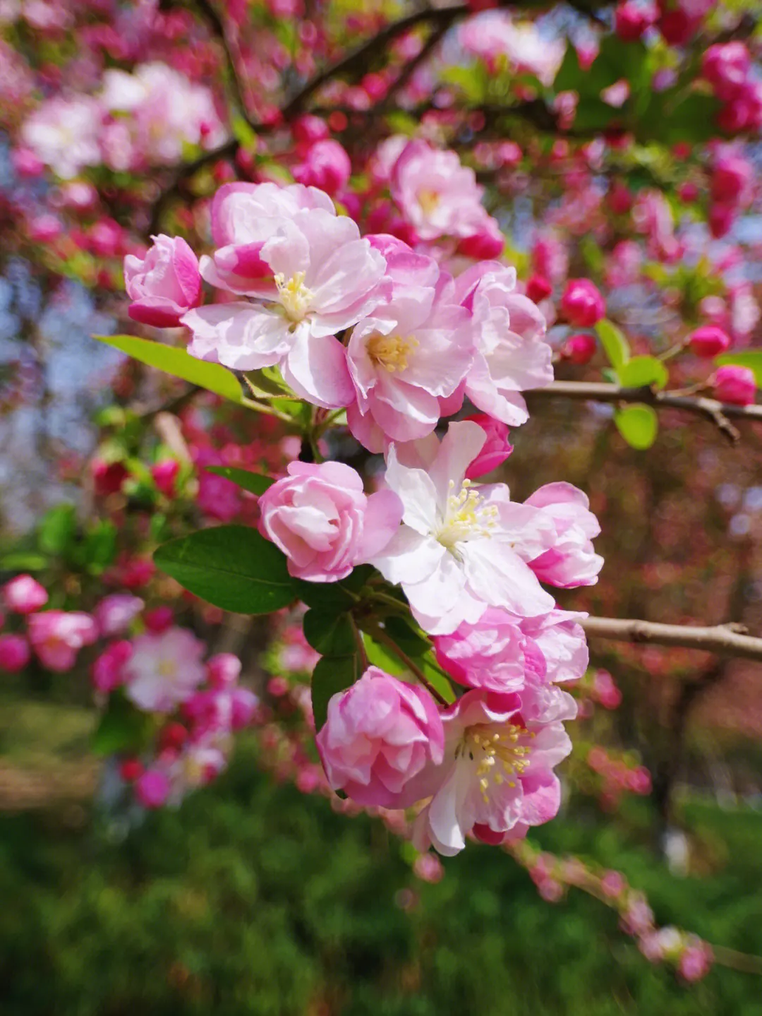 春色滿園海棠花開花綻放日期預告,三月春風裏的第一抹嫣紅