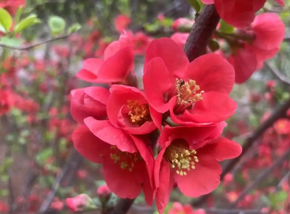 <b>春色滿園海棠花開花綻放日期預告，三月春風裏的第一抹嫣紅</b>