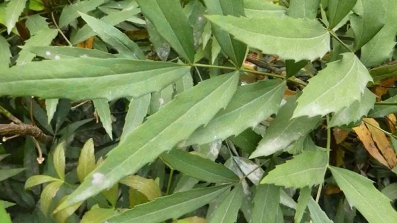 十大功勞別名揭秘,一葉知秋,黃天竹、土黃柏,名號背後的植物傳奇