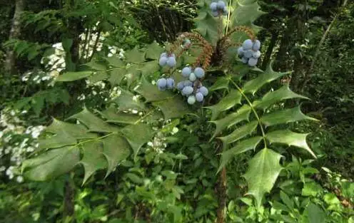 十大功勞別名揭秘,一葉知秋,黃天竹、土黃柏,名號背後的植物傳奇