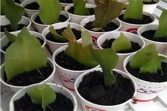 曇花一現的秘密:掌握曇花繁殖技巧讓美麗永恒綻放