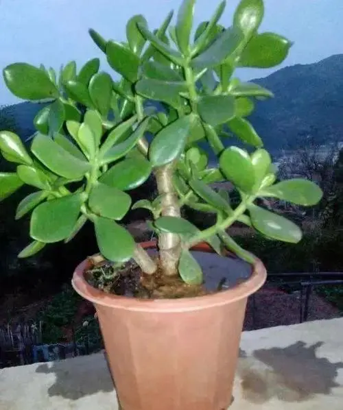 燕子掌養殖全攻略：從小苗到繁茂，每一步都要精心嗬護