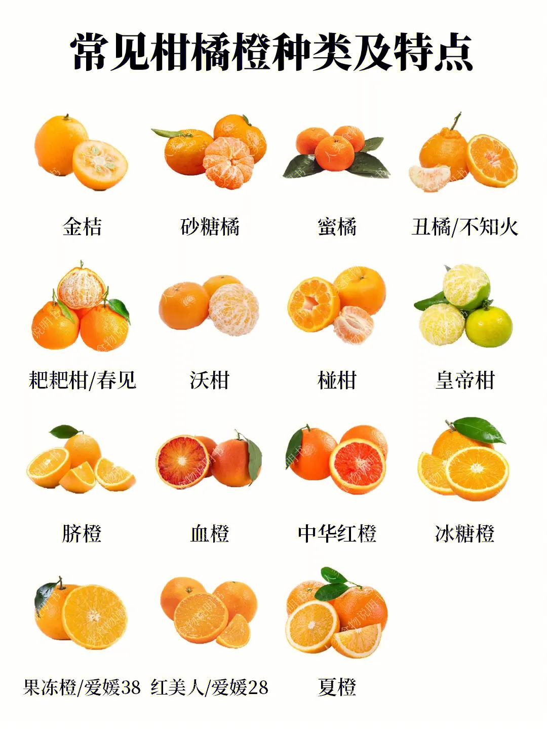 甜到心坎裏!柑橘類水果品種類型大全解析,總有一款打動你!