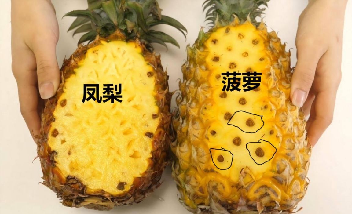 菠蘿和鳳梨的隱藏區別，教你一眼分辨雙胞胎的實用技巧