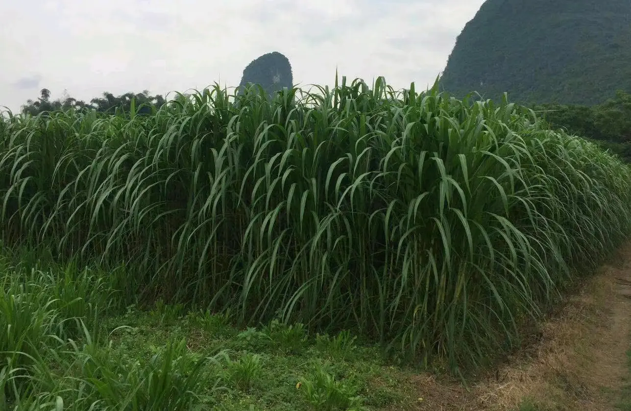 養牛牧草飼料優化指南:科學處理方法,確保牛群健康與效益