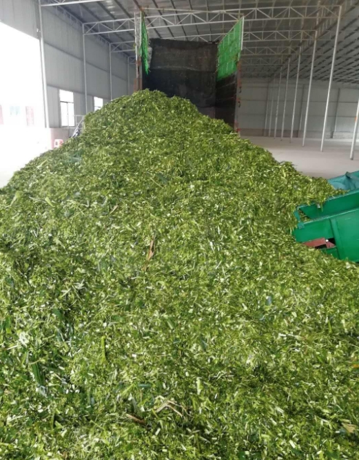 養牛牧草飼料優化指南:科學處理方法,確保牛群健康與效益