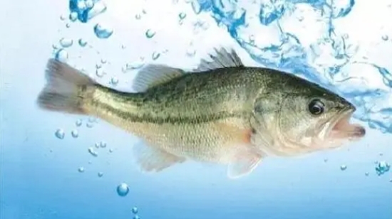 <b>加州鱸魚冬季養殖寶典：溫度調控與水質管理管理，打造恒溫生長的養殖環境</b>