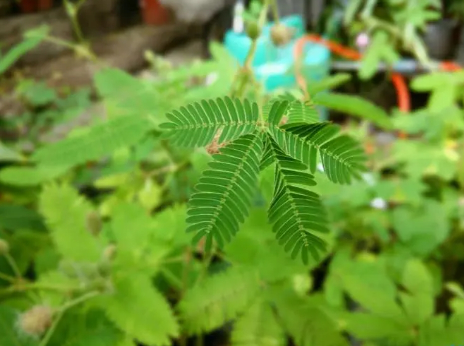 <b>含羞草的驅蚊神話之謎：除了害羞，它還能做什麼？（含驅蚊辟謠）</b>