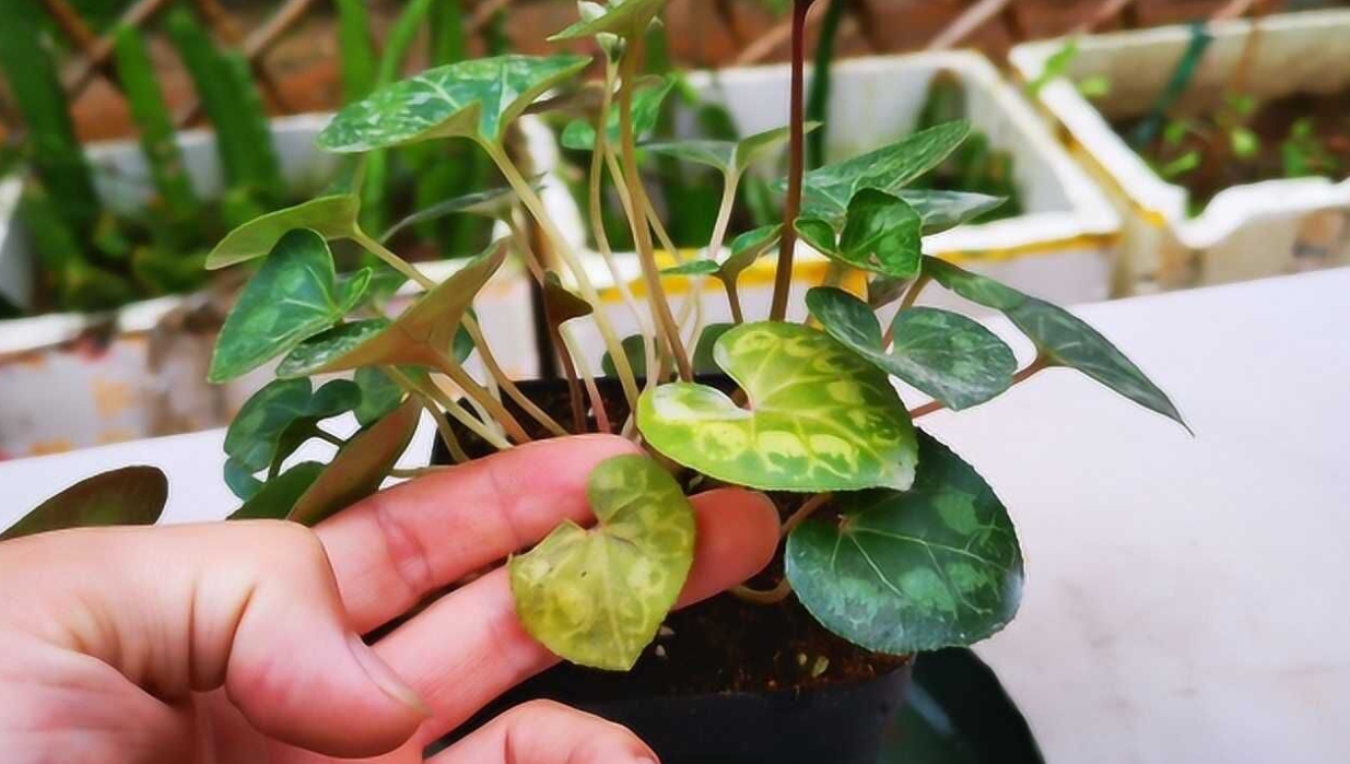 <b>仙客來黃葉補救秘籍：澆水調整、施肥技巧與病蟲害防治，恢複生機養護方法</b>